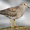 Surfbird